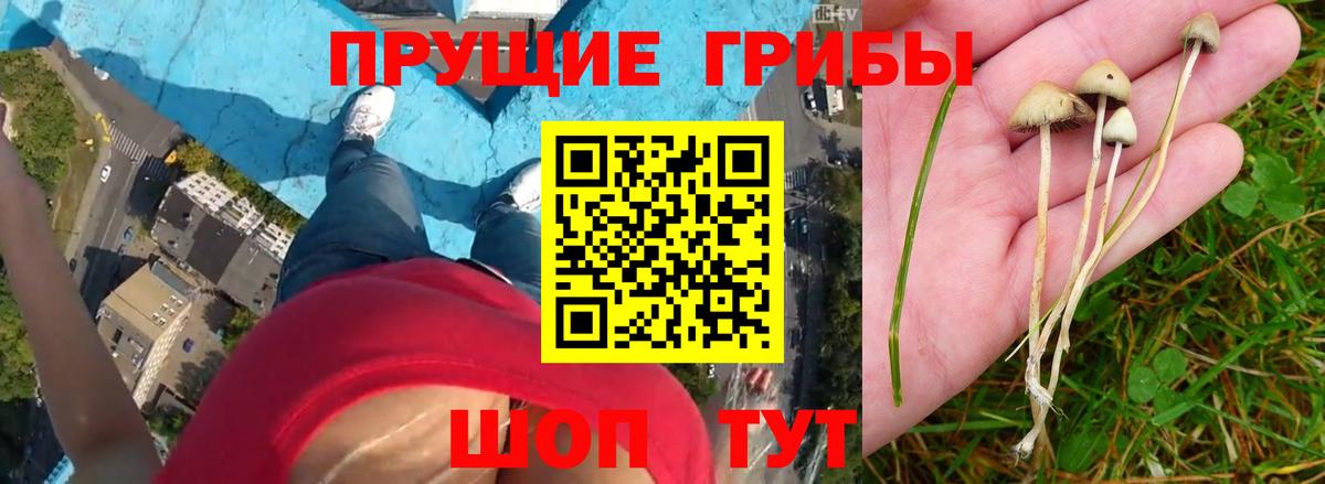Галлюциногенные грибы Psilocybe Россошь
